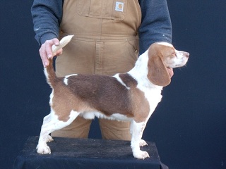 Weir hot sale creek beagles